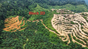 Transformasi Ladang Koperasi: Projek Penanaman Baru Kelapa Sawit Giat Dijalankan