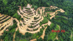 Transformasi Ladang Koperasi: Projek Penanaman Baru Kelapa Sawit Giat Dijalankan